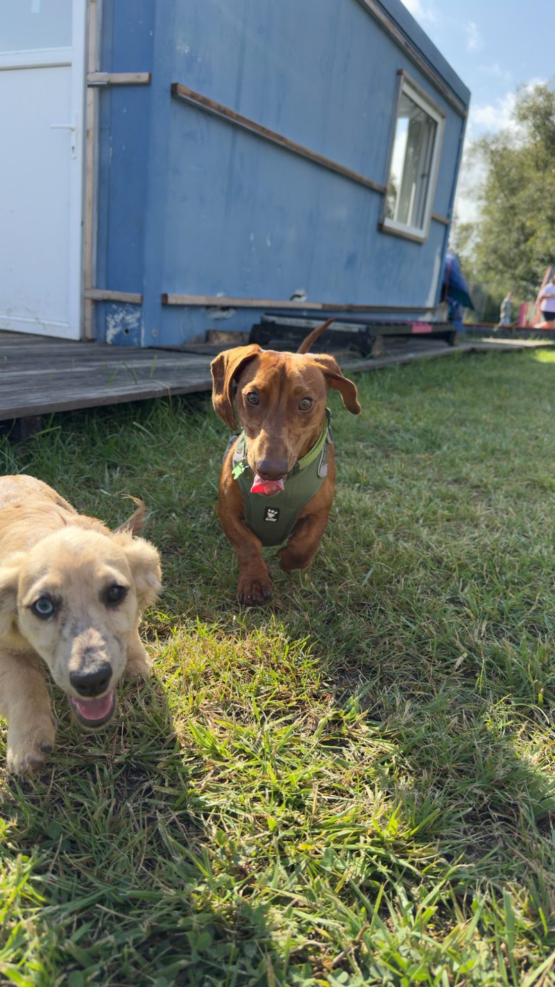 Chiens heureux sur le terrain