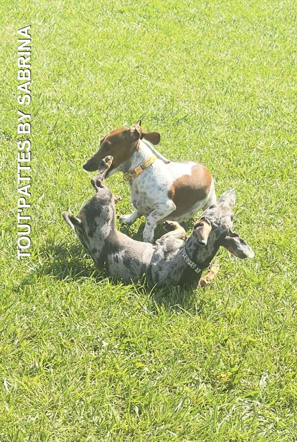 Chiens en course — RécréaDogs Party
