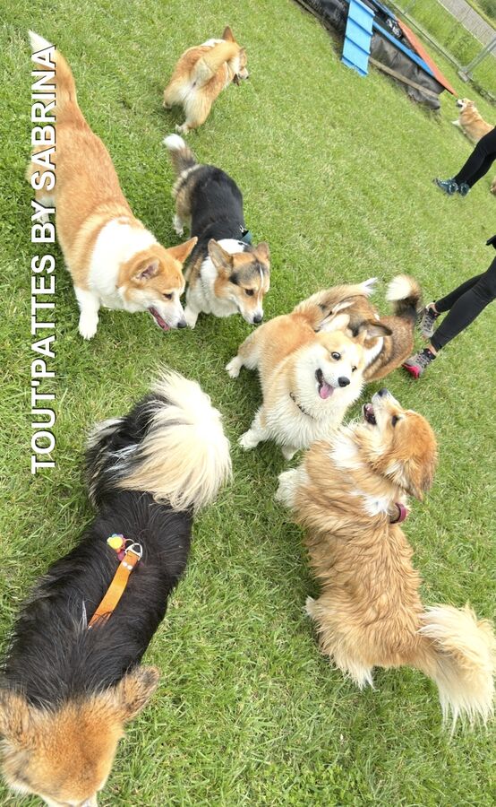 Chiens heureux RécréaDogs Party