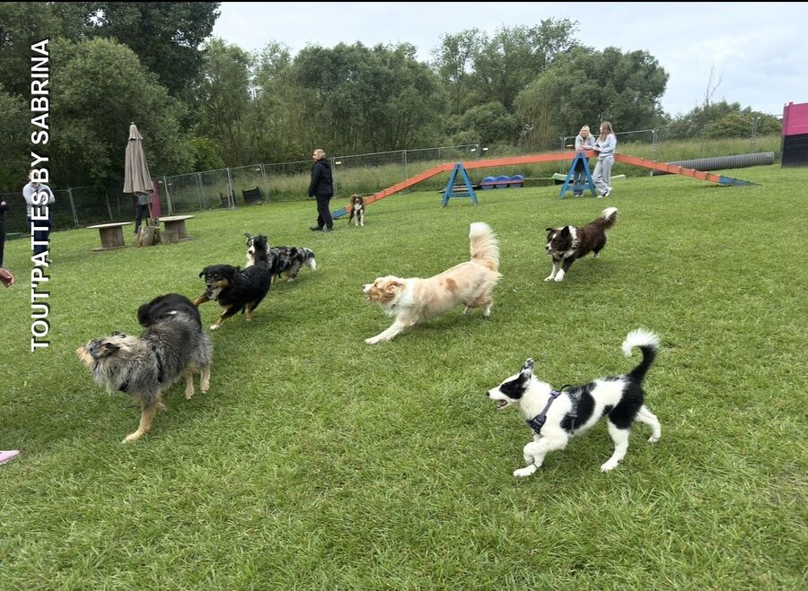 RécréaDogs Party 2026