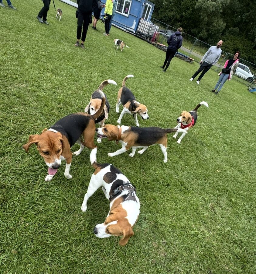 RécréaDogs Party Tout'Pattes