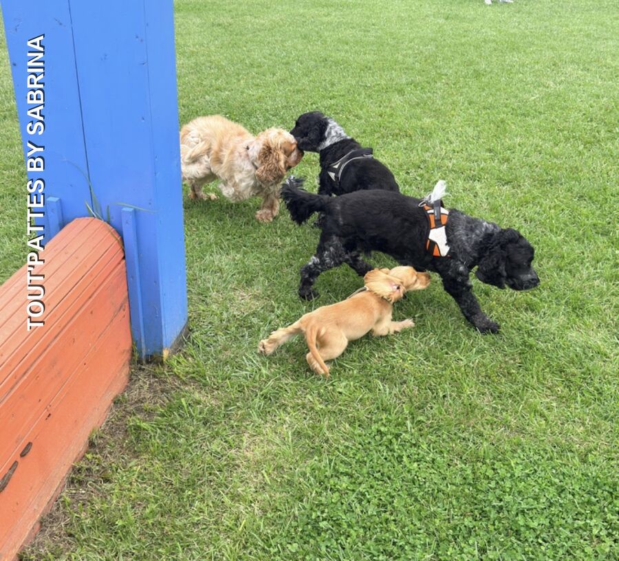 Ambiance canine Geer