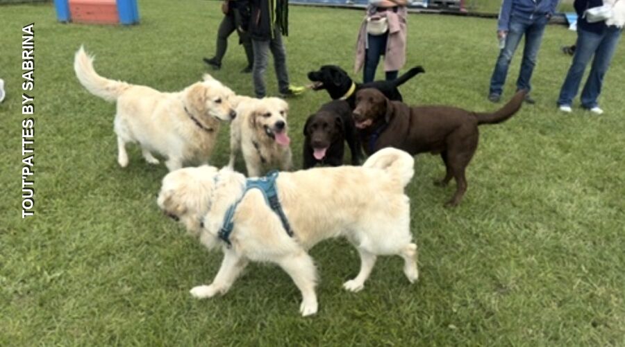 RécréaDogs Party chiens